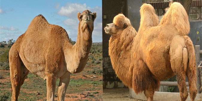 camels.jpg